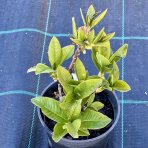 Azalka veľkokvetá (Azalea Mollis) ´YELOW POM POM - výška 30-50 cm, kont. C1L